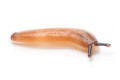 Veronicella sloanei juvenil